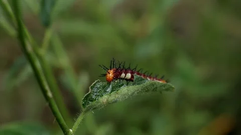 Wet dark colored Caterpillar dancing after the rain on a green leaf Video stock 280898040
