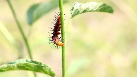 Wet dark colored Caterpillar dancing after the rain on a green leaf Stock Footage 280898050