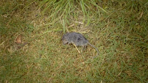 Wet dead rat on grass Video stock 119353116