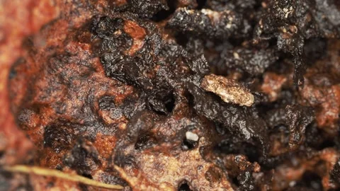 Wet Decaying Tree Stump Texture in Tropical Macro Environment Видео 334829757