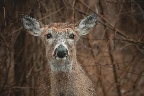 Wet deer Stock Photos