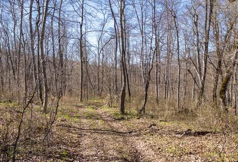 Wet dirt road in the spring period of the year in the forest area nature walk Stock Photos