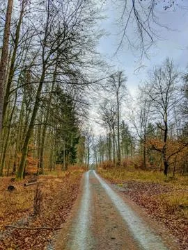 Wet dirt road through a deciduous forest, with leaves and stones on the ground Stock Photos