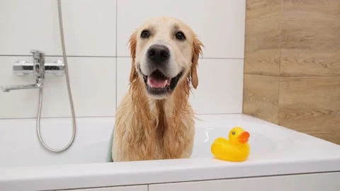Wet dog after washing in bath Stock Video Pond5