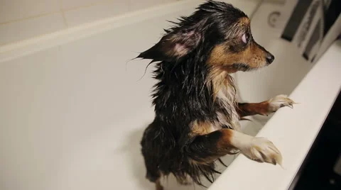 Wet Dog in the Bathroom Stock Footage 40449646