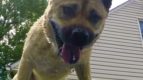 Wet Dog Drip Slow Motion Stock Footage 61628038