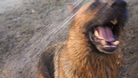 Wet dog Stock Footage 108725444
