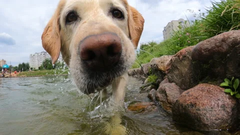 Wet dog Stock Footage 196552255
