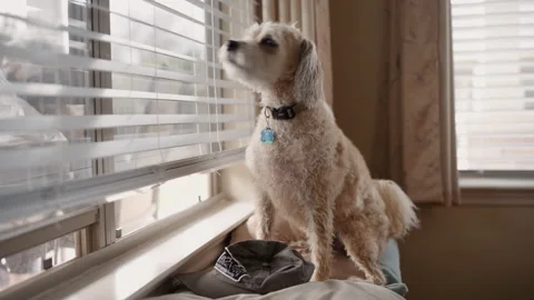 Wet Dog Looking Through Blinds Out Window Stock Footage 170031818
