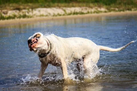 Wet dog Foto stock