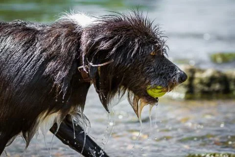 Wet Dog Stock Photos