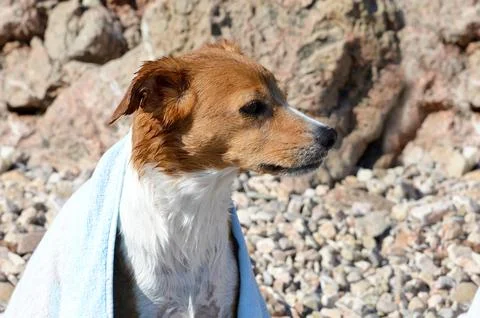 Wet dog Foto stock