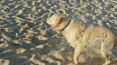 Wet dog on sand Video stock 86564584