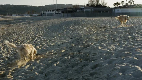 Wet dog on sand Video stock 86564958