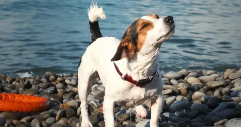 Wet dog shaking off water while standing at beach Stock-Footage 112797241