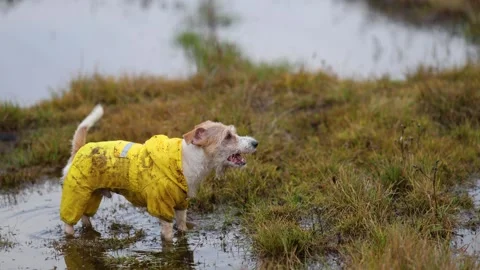 A wet dog stands in a puddle. Jack Russell Terrier in a yellow raincoat Stock Footage 255227279