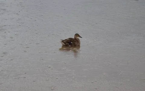Wet Duck Foto stock