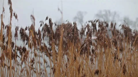 Wet ears and falling snow Stock Footage 63114797
