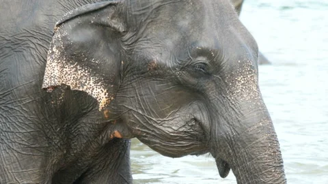 Wet elephant, close-up Stock Footage 93146838