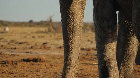 Wet elephant close up of trunk, legs, penis rear, drought savannah, tilt Vídeo Stock 123730987
