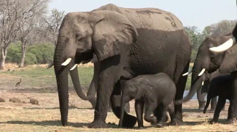 Wet elephant herd after drinking Stock Footage 46373418