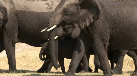 Wet elephant herd after drinking Stock Footage 46373429