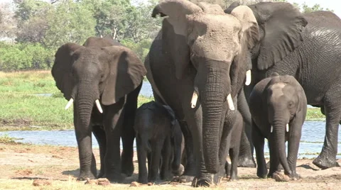 Wet elephant herd after drinking Stock Footage 46373436
