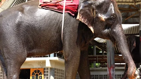 Wet elephant in the sun. Stock Footage 48573716