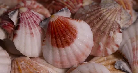Wet empty shells of marine mollusks stacked in one pile, dumped together empty Stock Footage 314270732