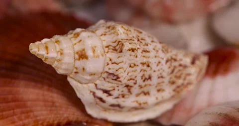 Wet empty shells of marine mollusks stacked in one pile, washed shells of snails Stock Footage 314454249