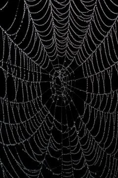 Wet, empty spider web isolated on black background Stock Photos