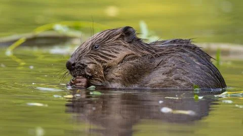 Wet eurasian beaver biting in river in springtime Stock Photos