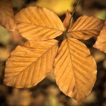 Wet fall leaves Stock-Fotos