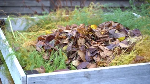 Wet fallen leaves on a compost heap in autumn, close-up. Composting dry leaves Stock Footage 239295491
