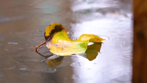Wet Fallen Leaves on the Ground During a Gentle Autumn Rainfall Video stock 341914722