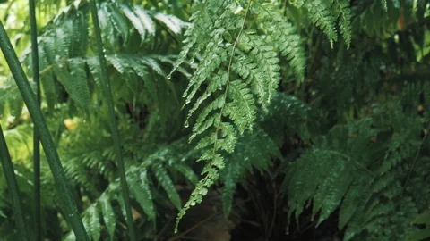 Wet Fern Vídeo Stock 75937593