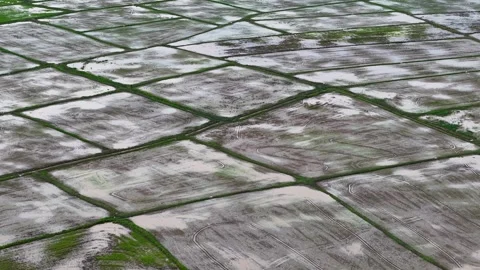 Wet fields split by green borders Stock Footage 339805975