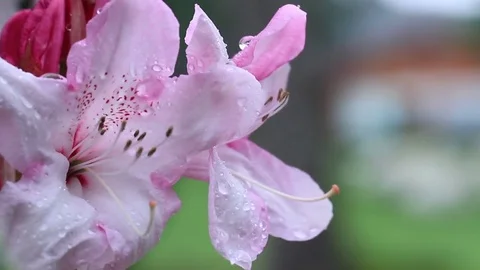 Wet flower Stock Footage 77047578