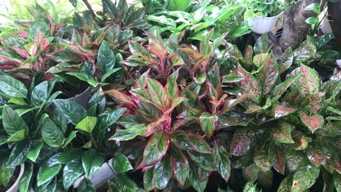 Wet flower Stock Footage 213801765