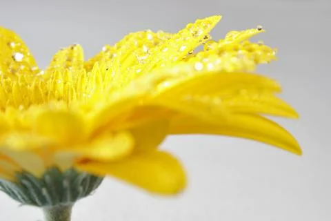 Wet Flower Stock Photos