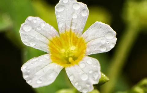 Wet flower Stock Photos