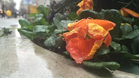 Wet flower in spring Stock Footage 48669129