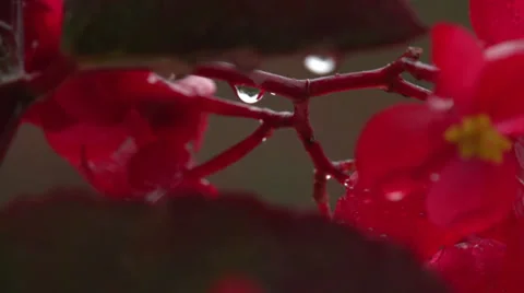 Wet flowers rotating camera Stock Footage 34393187