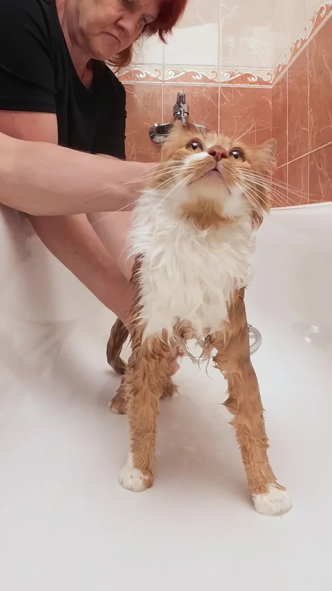 Wet fluffy ginger cat standing in bathtub after bath time vertical 库存影片 336308393