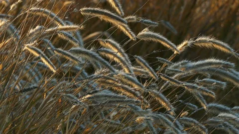Wet fluffy grass with dew at wind Stock Footage 93381889