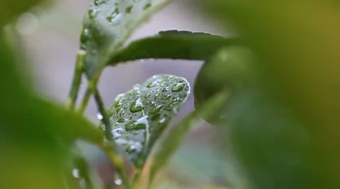Wet foliage of lime tree Stock Footage 24835858