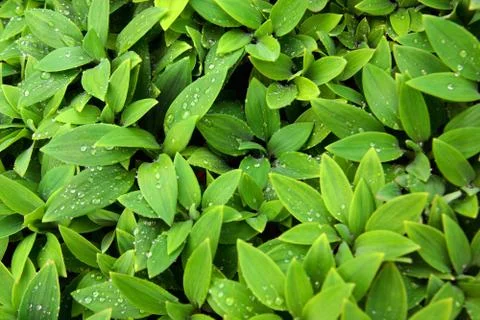 Wet foliage Stock Photos