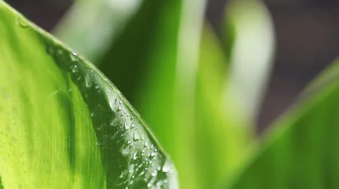 Wet foliage with shadows Stock Footage 25682357