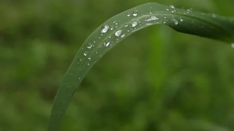 Wet. Stock Footage 274176502