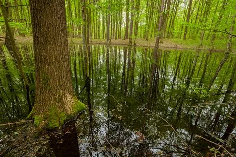 Wet forest and the reflection of trees in the water, view on a spring day Stock Photos